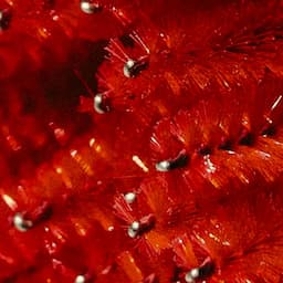 Buy Now, Book Later - Fill Bundle 